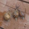 snails.x42