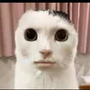 sebbyv123