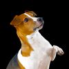 myposingpup