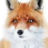 nana21_hachi3