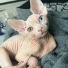 yuna_the_sphynx