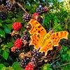 amazing_closeup_nature