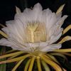 lailashop11