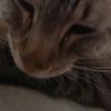 yaz_net1