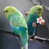 alarabimohammed0
