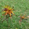 santossilva186