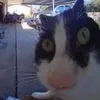 rand0m_roblox._videos
