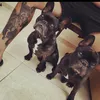 rockyspyke_thefrenchies