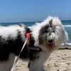 bigbadbearofweho