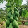 duglacham93bphu