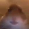 hamster.tw.one
