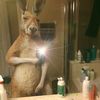 sexykangaroo