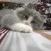 niyahhshrf