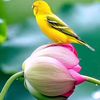 hermanabdullah2649
