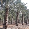 datepalm_trees