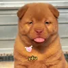 yêu thú cưng 😘😘