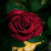 bakhtawar_0033