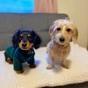 isla.and.arlo