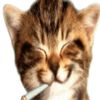 owlcat22