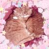pastelcatnipx3