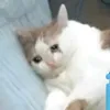 forgetfulfantasies