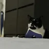 dolmottt