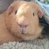 maliesguinys