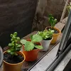 planstasuculentas