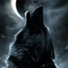 wolf72_50