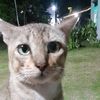 bambang.edi27