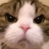 neko_no_otete