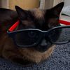 Elsa The Cool Cat