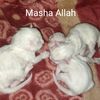 lovepets123451
