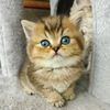 whiskershaven