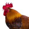 followfor_gojo