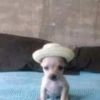 el_amir_0