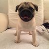 oliverwilliepugs