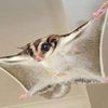 Sugar glider 🧚‍♂️