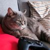 ostapthecat