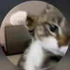 nila.shila0