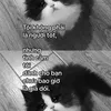 cadoideiaa