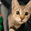 lilac.kitty0