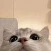 24698765_