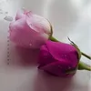 fawziaqandeel1