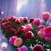 user4837620502923