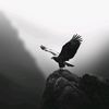 eagle__4k