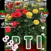 hayatmuhammad3988