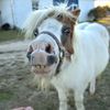 equinesleeve