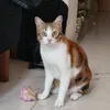 .aanthii