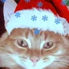 cat__stepa